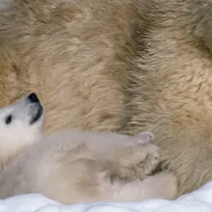 Polar Bear - young Polar Bear - young