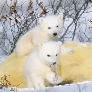 Polar Bear - with young Polar Bear - with young