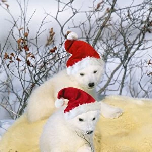 Polar Bear - with young wearing Christmas hats Digital Manipulation: Hats (Su)