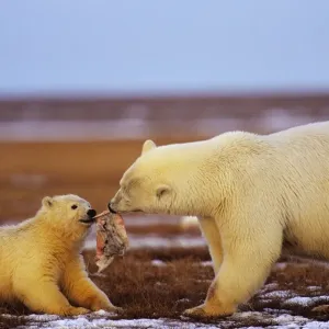 Polar Bears-female with cub - with chunk of whale meat along the Beaufort Sea coast, Arctic National Wildlife Refuge, Alaska. October MA2064 Polar Bears-female with cub - with chunk of whale meat along the Beaufort Sea coast, Arctic National Wildlife Refuge, Alaska. October MA2064