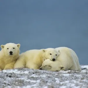 Polar Bears - sow with cubs - resting along the Beaufort Sea coast, Arctic National Wildlife Refuge, Alaska. MA2089 Polar Bears - sow with cubs - resting along the Beaufort Sea coast, Arctic National Wildlife Refuge, Alaska. MA2089
