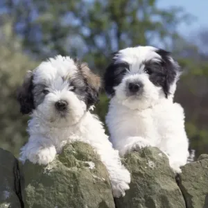 Polish Lowland Sheepdog - puppies Polish Lowland Sheepdog - puppies
