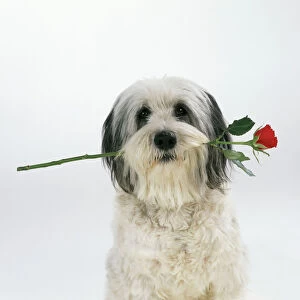 Polish Lowland Sheepdog With rose in its mouth