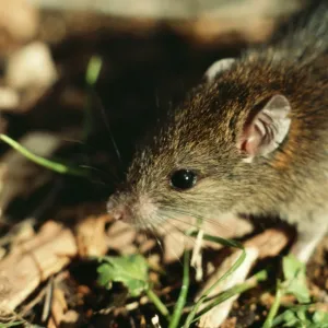 Polynesian Rat AGR 128 Rattus exulans © Alan Greensmith / ARDEA LONDON