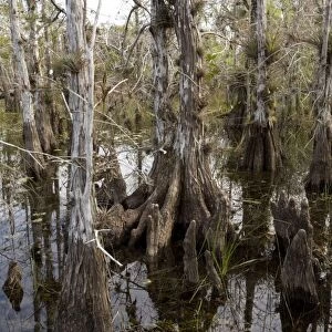 Pond cypress swamp in the Everglades National Park. USA