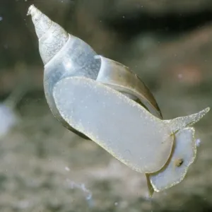 Pond Snail / Great Pond Snail