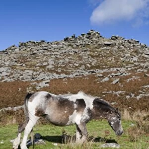 Pony - grazing on Rough Tor, Bodmin Moor, Cornwall, UK