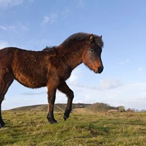 Pony - Somerset, UK