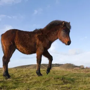Pony - Somerset, UK Pony - Somerset, UK