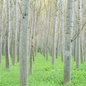 Poplar Tree - cultivated for timber province of Granada, Andalusia, Span Poplar Tree - cultivated for timber province of Granada, Andalusia, Span