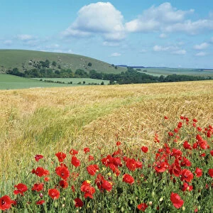 Poppies - & corn field South Downs, Sussex, UK