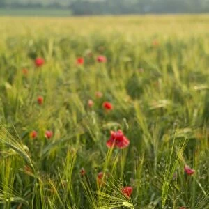Poppies in green barley