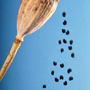 Poppy - shedding seeds
