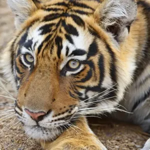 Portrait of Royal Bengal Tiger, Ranthambhor National Park, India Portrait of Royal Bengal Tiger, Ranthambhor National Park, India