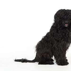 Portuguese Water Dog - sitting (9 months old)