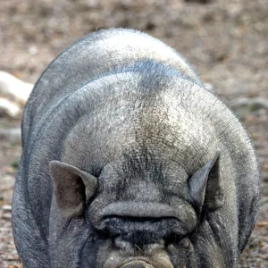 Pot- bellied Pig