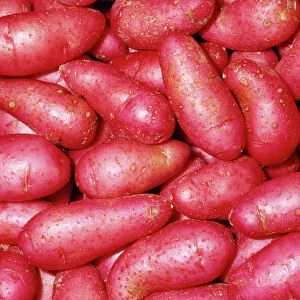 Potato - Red Thumb (Fingerling) variety Fam: Solanaceae Native to Western South America