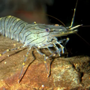 Prawn, European coasts