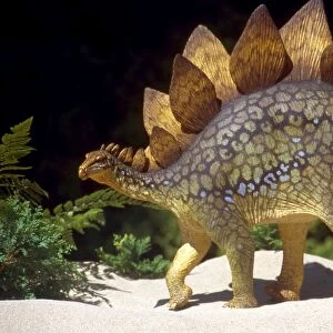 Prehistoric Reconstruction - Stegosauraus Stenops, Jurassic