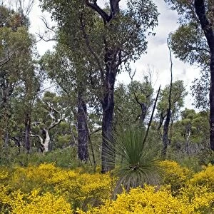 Prickly Moses - Boranup Forest, Leeuwin-Naturaliste National Park, Western Australia
