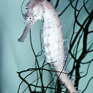 Prickly Seahorse KEL 842 Gulf of Thailand, Indo-Pacific Hippocampus histrix © Ken Lucas / ARDEA LONDON