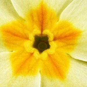 Primrose - yellow flower centre close-up