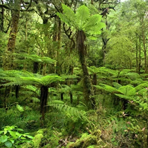 pristine rainforest with many tree ferns and lush moss- and lichen-covered native trees along path to Moria Gate Arch Oparara Basin, Karamea region, West Coast, South Island, New Zealand