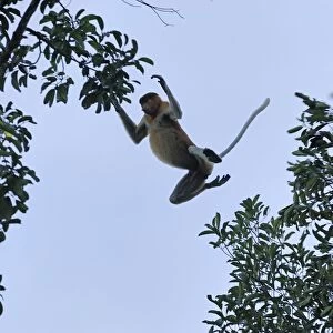 Proboscis Monkey - jumping female - Tanjung Puting national park - Kalimantan - Indonesia - Sabah - Borneo - Malaysia