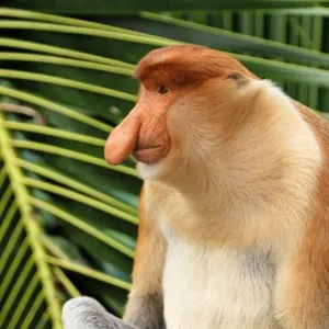 Proboscis Monkey - male - Kinabatangan river - Sabah - Borneo - Malaysia - Sabah - Borneo - Malaysia Proboscis Monkey - male - Kinabatangan river - Sabah - Borneo - Malaysia - Sabah - Borneo - Malaysia