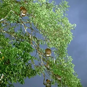 Proboscis Monkey (Nasalis larvatus) harem group in tree by river at nightfall, Kinabatangan River, Sabah, Borneo, Malaysia JPF30293