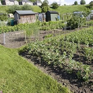 Productive allotment gardens Settle Yorkshire UK