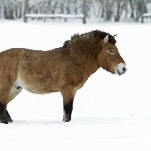 Przewalski Horse - stallion in snow - Hessen - Germany