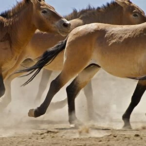 Przewalski Wild Horses - Xinjiang China