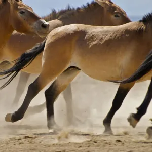 Przewalski Wild Horses - Xinjiang China