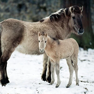 Przewalski's Horse With foal