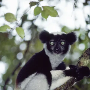 Indri