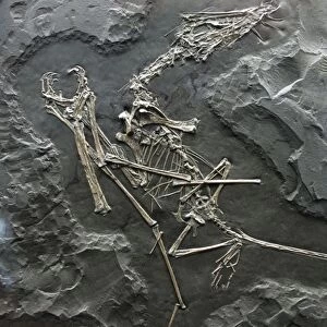 Pterosaur- fossil flying reptile