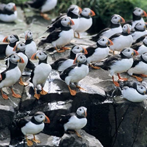 Puffin - birds resting on cliff top