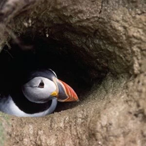 Puffin - in burrow