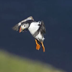 Puffin - Coming in to land on breeding cliffs Fratercula arctica Hermaness Nature Reserve, Unst Shetland, UK BI011126