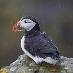 Puffin - in the rain - Scotland - UK