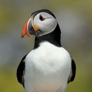 Puffin-single bird on rock, Farne Isles, Northumberland, UK