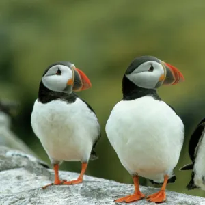 Puffins Farne Islands UK BI004344