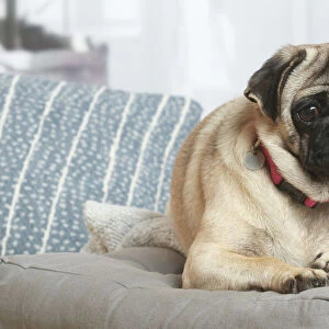 Pug dog indoors in the living room