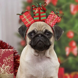 Pug Dog, puppy 3 months old in Christmas scene