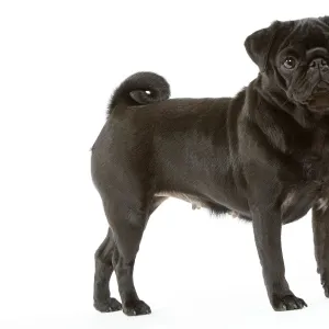 Pug. Also known as Carlin or Mops