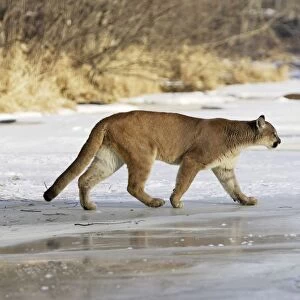 Puma / Cougar / Mountain Lion Minnesota USA
