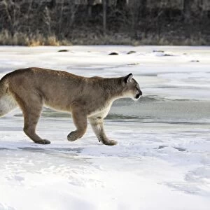 Puma / Cougar / Mountain Lion Minnesota USA