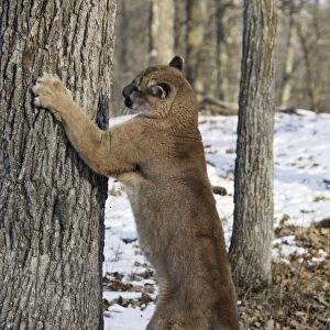 Puma / Cougar / Mountain Lion - sharpening claws on tree trunk Minnesota USA