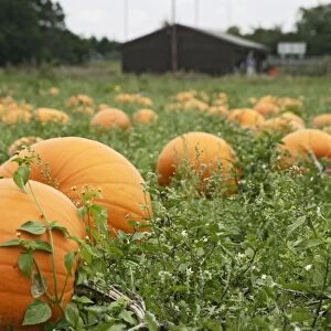 Pumpkins – field ready for harvest UK